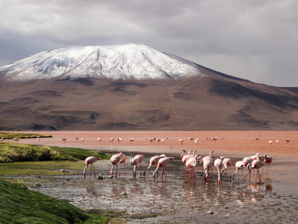 55489102_310964522950207_574369210604453888_n